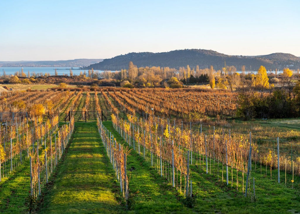 Taste of Balaton - Golf & Wine Experience